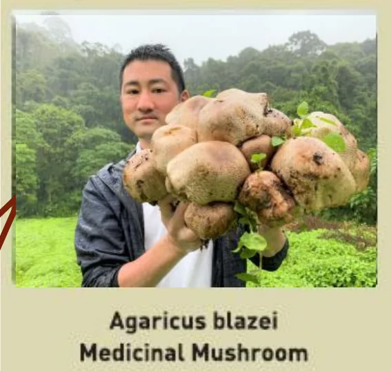 Agaricus blazei KA21 strain